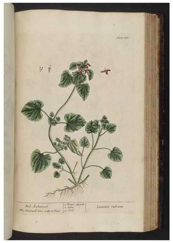 Reproducción/Reproduction 8251741243: A curious herbal. London : Printed for Samuel Harding, 1737-1739.