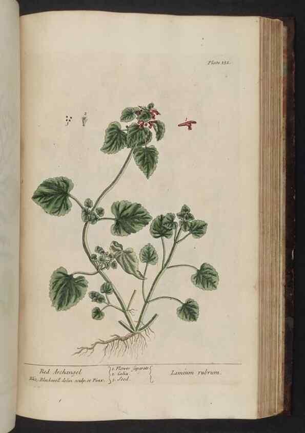 Reproducción/Reproduction 8251741243: A curious herbal. London : Printed for Samuel Harding, 1737-1739.