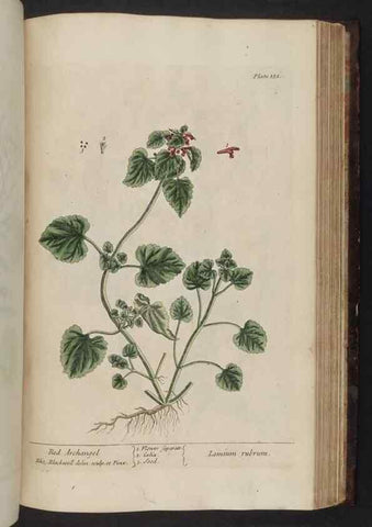 Reproducción/Reproduction 8251741243: A curious herbal. London : Printed for Samuel Harding, 1737-1739.