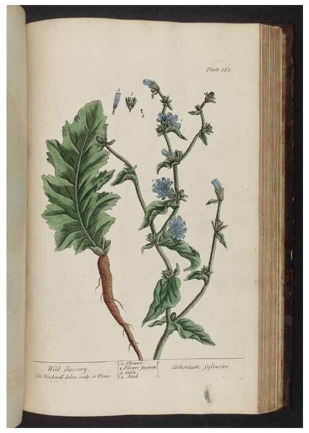 Reproducción/Reproduction 8252811814: A curious herbal. London : Printed for Samuel Harding, 1737-1739.