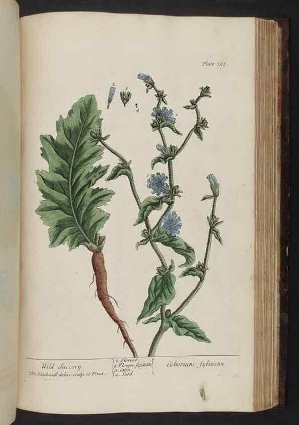 Reproducción/Reproduction 8252811814: A curious herbal. London : Printed for Samuel Harding, 1737-1739.