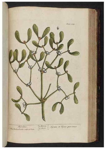 Reproducción/Reproduction 8252811974: A curious herbal. London : Printed for Samuel Harding, 1737-1739.