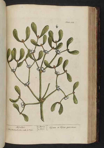 Reproducción/Reproduction 8252811974: A curious herbal. London : Printed for Samuel Harding, 1737-1739.