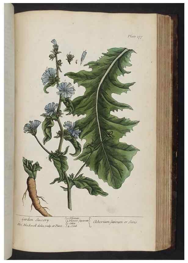 Reproducción/Reproduction 8252810500: A curious herbal. London : Printed for Samuel Harding, 1737-1739.