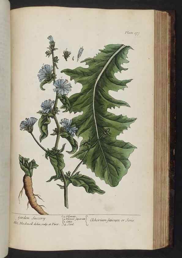 Reproducción/Reproduction 8252810500: A curious herbal. London : Printed for Samuel Harding, 1737-1739.