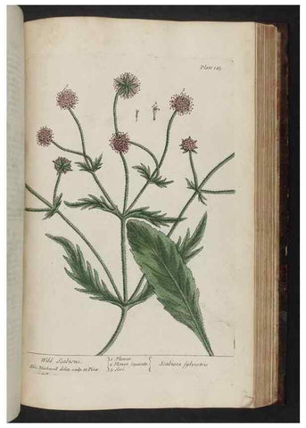 Reproducción/Reproduction 8251741883: A curious herbal. London : Printed for Samuel Harding, 1737-1739.