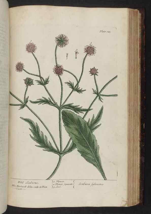 Reproducción/Reproduction 8251741883: A curious herbal. London : Printed for Samuel Harding, 1737-1739.