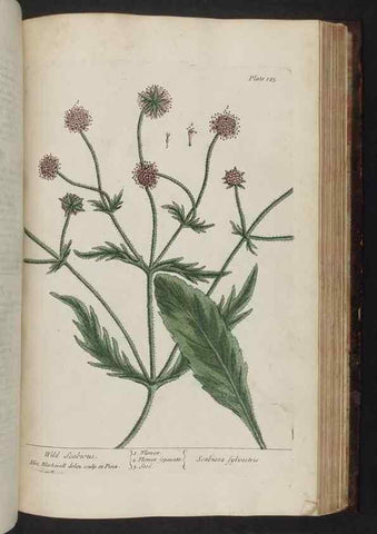 Reproducción/Reproduction 8251741883: A curious herbal. London : Printed for Samuel Harding, 1737-1739.