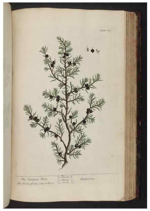 Reproducción/Reproduction 8252812776: A curious herbal. London : Printed for Samuel Harding, 1737-1739.