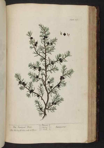 Reproducción/Reproduction 8252812776: A curious herbal. London : Printed for Samuel Harding, 1737-1739.