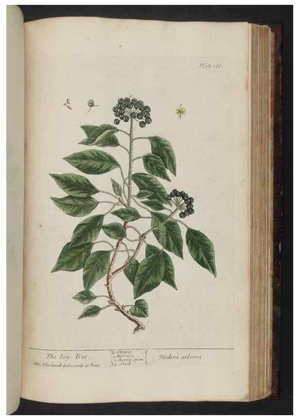 Reproducción/Reproduction 8252812926: A curious herbal. London : Printed for Samuel Harding, 1737-1739.