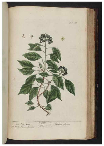 Reproducción/Reproduction 8252812926: A curious herbal. London : Printed for Samuel Harding, 1737-1739.