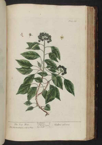 Reproducción/Reproduction 8252812926: A curious herbal. London : Printed for Samuel Harding, 1737-1739.