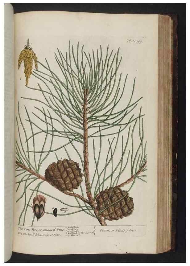 Reproducción/Reproduction 8252813086: A curious herbal. London : Printed for Samuel Harding, 1737-1739.