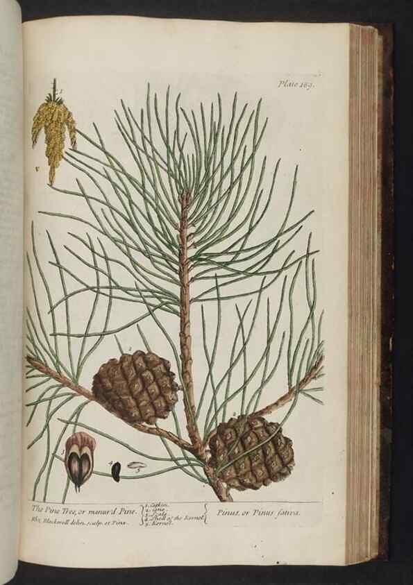 Reproducción/Reproduction 8252813086: A curious herbal. London : Printed for Samuel Harding, 1737-1739.