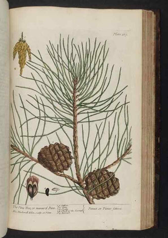 Reproducción/Reproduction 8252813086: A curious herbal. London : Printed for Samuel Harding, 1737-1739.