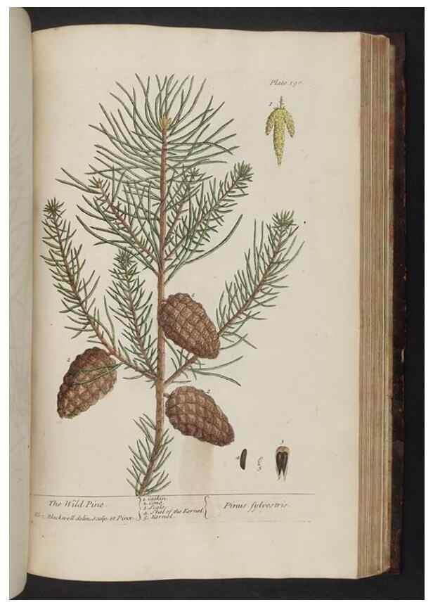 Reproducción/Reproduction 8251742887: A curious herbal. London : Printed for Samuel Harding, 1737-1739.