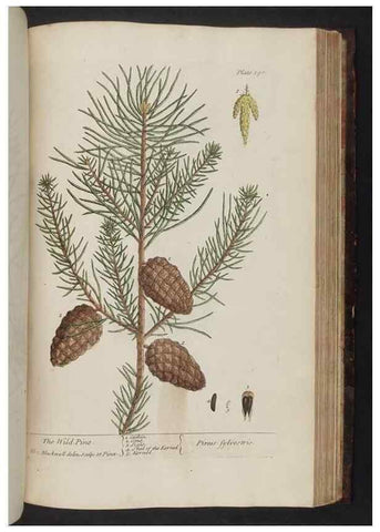 Reproducción/Reproduction 8251742887: A curious herbal. London : Printed for Samuel Harding, 1737-1739.