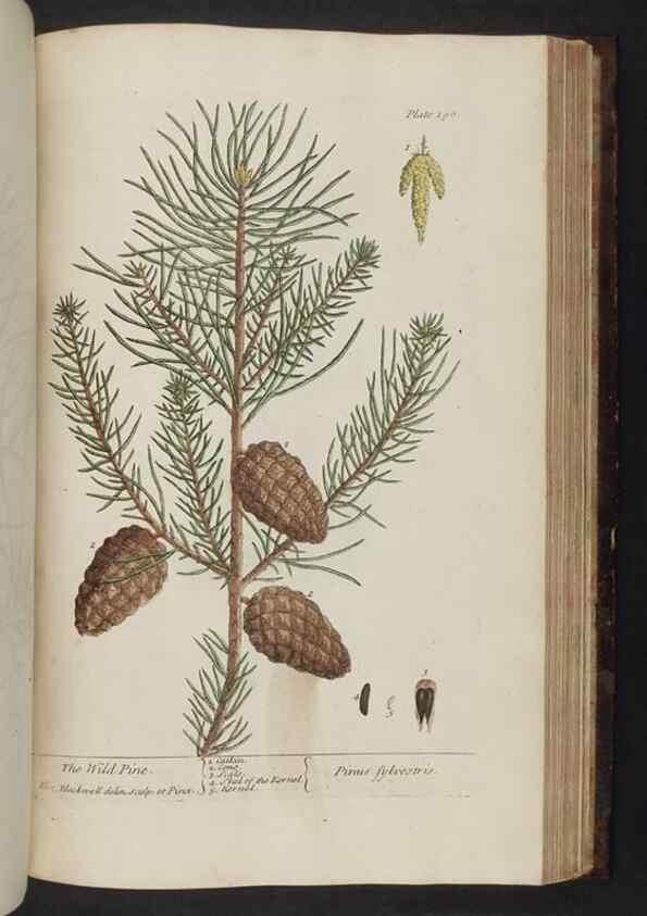 Reproducción/Reproduction 8251742887: A curious herbal. London : Printed for Samuel Harding, 1737-1739.