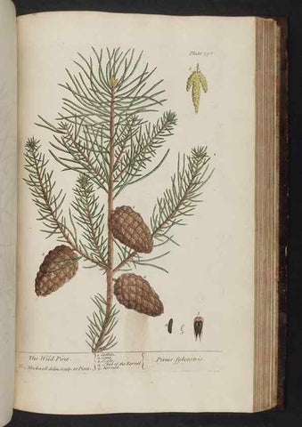 Reproducción/Reproduction 8251742887: A curious herbal. London : Printed for Samuel Harding, 1737-1739.