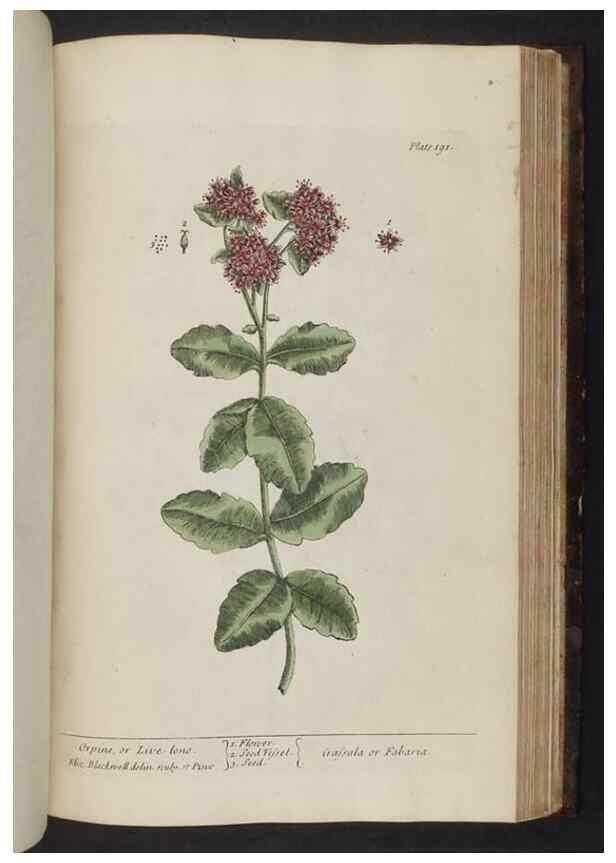 Reproducción/Reproduction 8251743215: A curious herbal. London : Printed for Samuel Harding, 1737-1739.