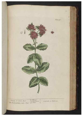 Reproducción/Reproduction 8251743215: A curious herbal. London : Printed for Samuel Harding, 1737-1739.