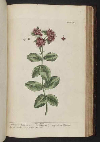 Reproducción/Reproduction 8251743215: A curious herbal. London : Printed for Samuel Harding, 1737-1739.