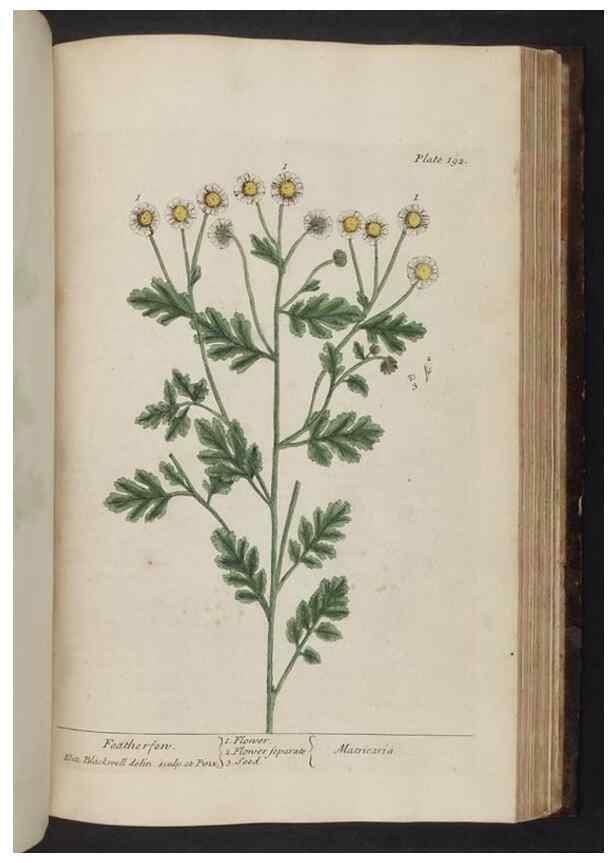 Reproducción/Reproduction 8251743411: A curious herbal. London : Printed for Samuel Harding, 1737-1739.