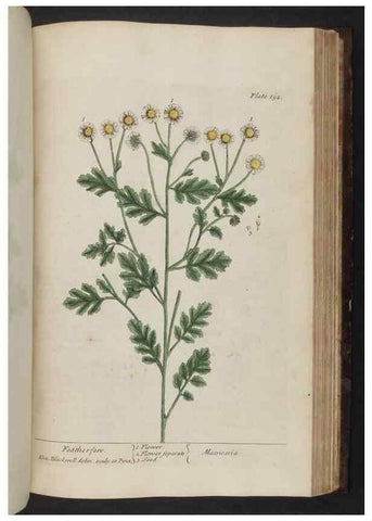 Reproducción/Reproduction 8251743411: A curious herbal. London : Printed for Samuel Harding, 1737-1739.