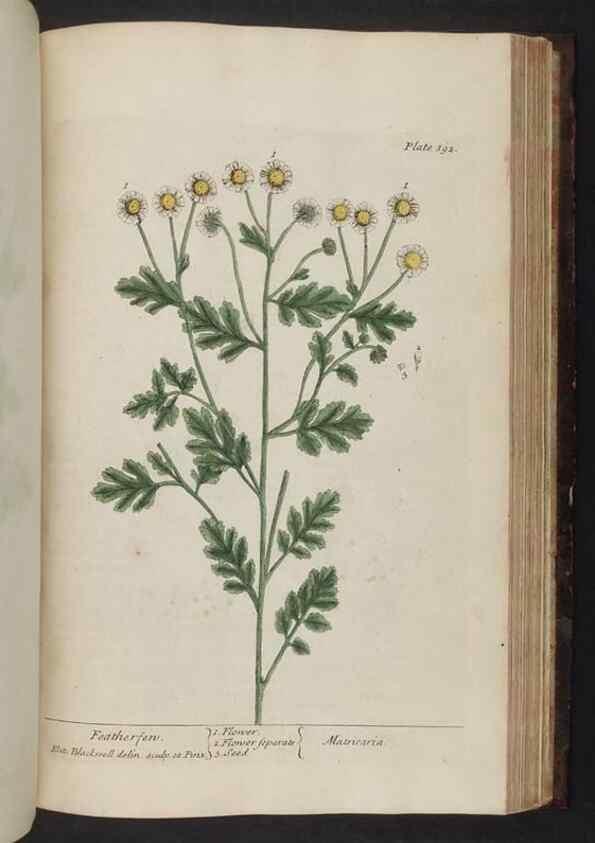 Reproducción/Reproduction 8251743411: A curious herbal. London : Printed for Samuel Harding, 1737-1739.