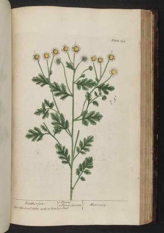 Reproducción/Reproduction 8251743411: A curious herbal. London : Printed for Samuel Harding, 1737-1739.