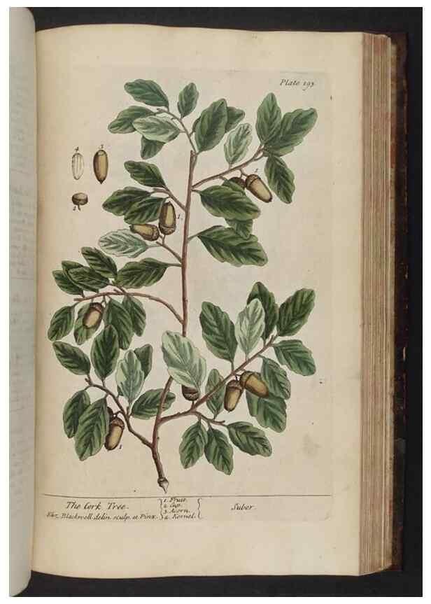 Reproducción/Reproduction 8251743537: A curious herbal. London : Printed for Samuel Harding, 1737-1739.