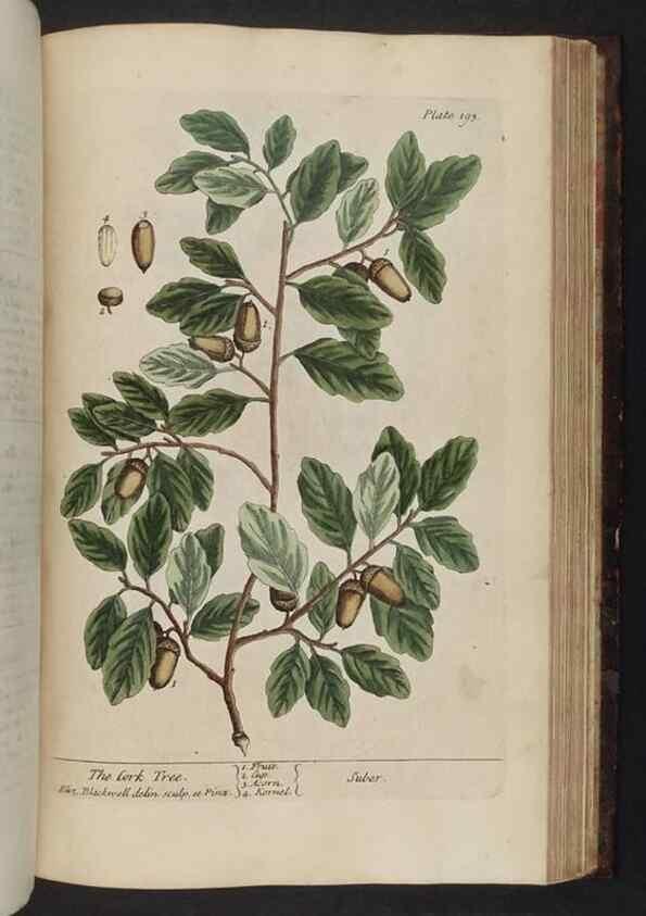Reproducción/Reproduction 8251743537: A curious herbal. London : Printed for Samuel Harding, 1737-1739.