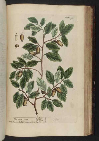 Reproducción/Reproduction 8251743537: A curious herbal. London : Printed for Samuel Harding, 1737-1739.