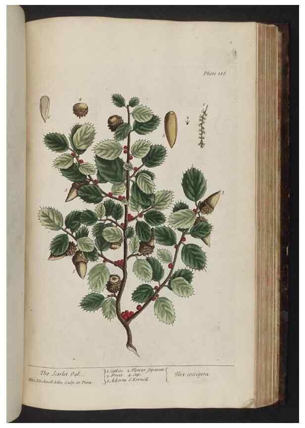 Reproducción/Reproduction 8252812516: A curious herbal. London : Printed for Samuel Harding, 1737-1739.
