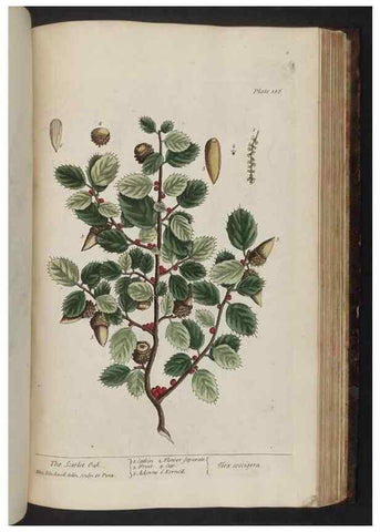 Reproducción/Reproduction 8252812516: A curious herbal. London : Printed for Samuel Harding, 1737-1739.