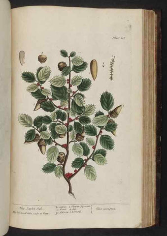 Reproducción/Reproduction 8252812516: A curious herbal. London : Printed for Samuel Harding, 1737-1739.