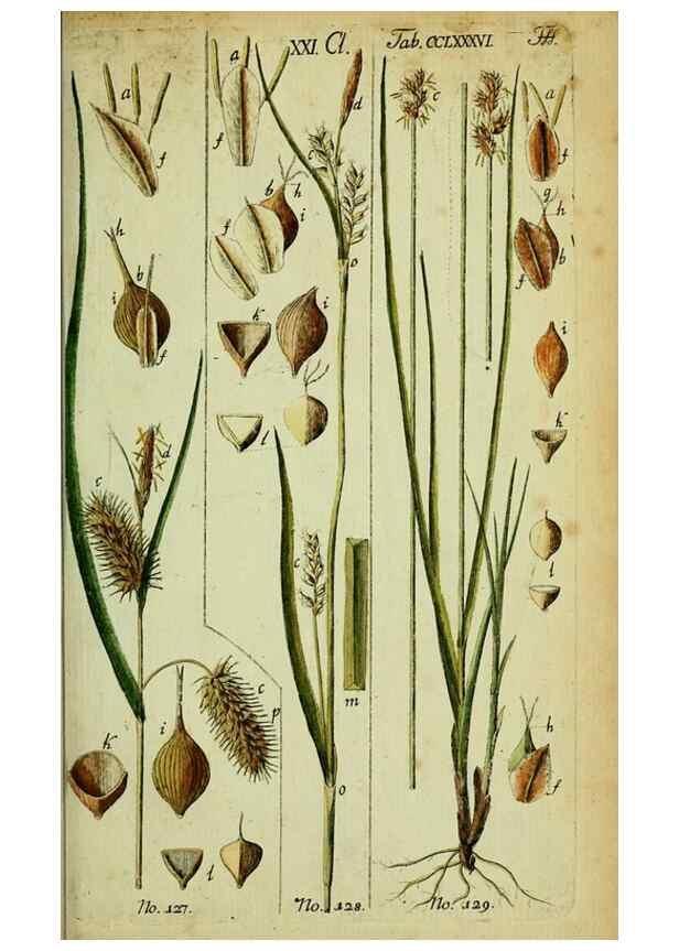 Reproducción/Reproduction 8288496584: Beschreibung und Abbildung der theils bekannten, theils noch nicht beschriebenen Arten von Riedgräsern,. Wittenberg,1801-1806.