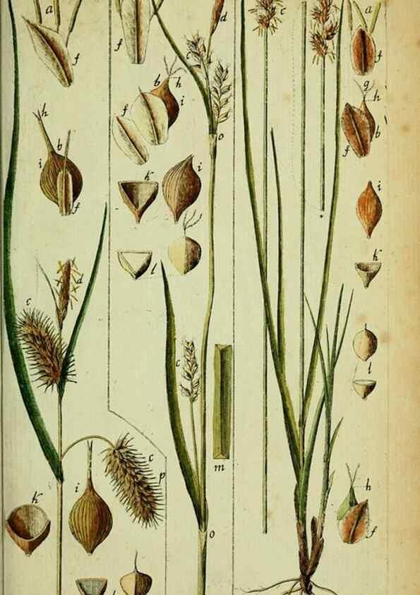 Reproducción/Reproduction 8288496584: Beschreibung und Abbildung der theils bekannten, theils noch nicht beschriebenen Arten von Riedgräsern,. Wittenberg,1801-1806.