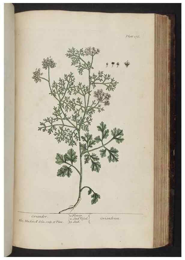 Reproducción/Reproduction 8252810282: A curious herbal. London : Printed for Samuel Harding, 1737-1739.