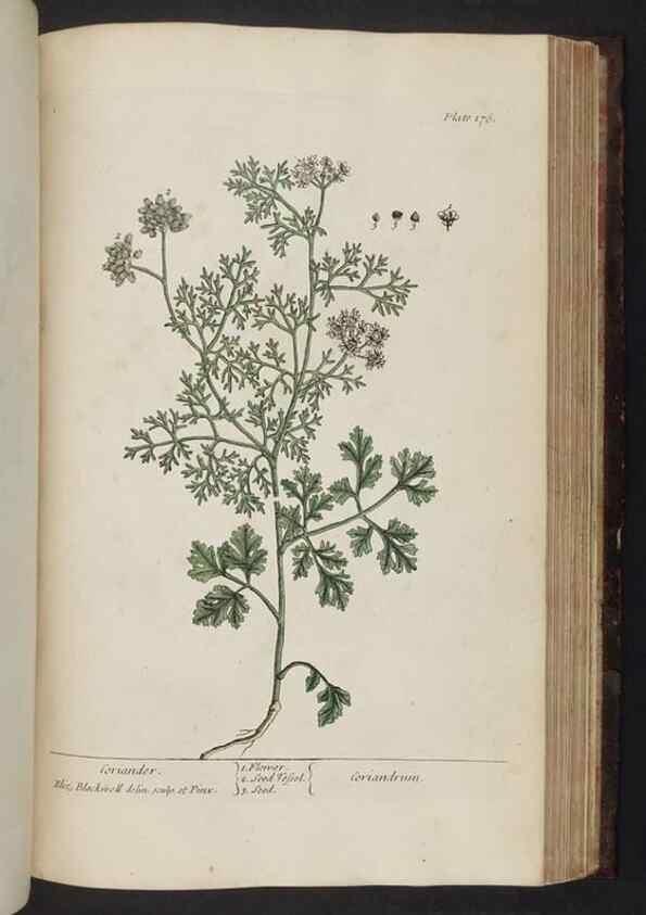 Reproducción/Reproduction 8252810282: A curious herbal. London : Printed for Samuel Harding, 1737-1739.