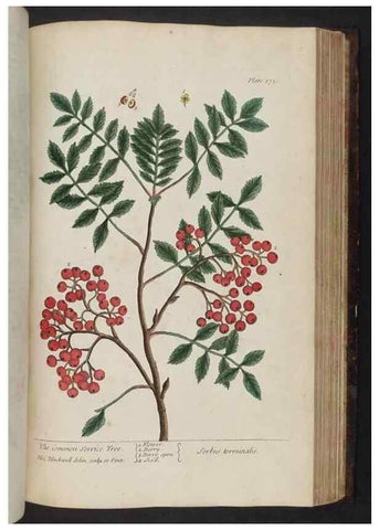 Reproducción/Reproduction 8251739233: A curious herbal. London : Printed for Samuel Harding, 1737-1739.