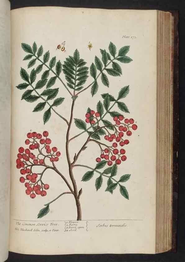 Reproducción/Reproduction 8251739233: A curious herbal. London : Printed for Samuel Harding, 1737-1739.