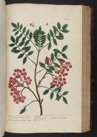 Reproducción/Reproduction 8251739233: A curious herbal. London : Printed for Samuel Harding, 1737-1739.