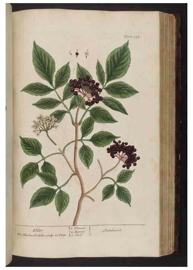 Reproducción/Reproduction 8251734329: A curious herbal. London : Printed for Samuel Harding, 1737-1739.