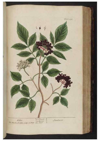 Reproducción/Reproduction 8251734329: A curious herbal. London : Printed for Samuel Harding, 1737-1739.