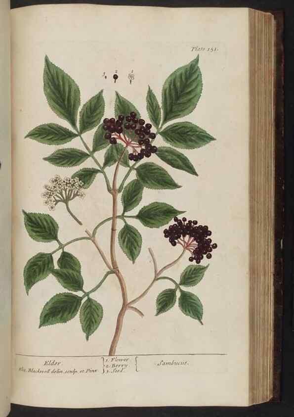 Reproducción/Reproduction 8251734329: A curious herbal. London : Printed for Samuel Harding, 1737-1739.