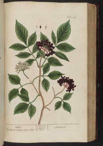 Reproducción/Reproduction 8251734329: A curious herbal. London : Printed for Samuel Harding, 1737-1739.