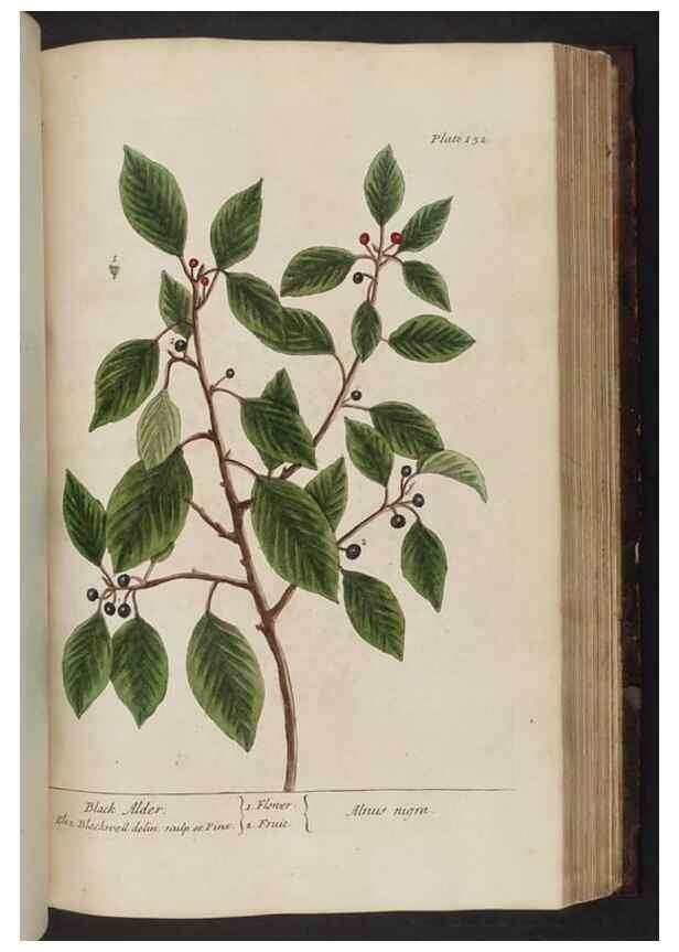 Reproducción/Reproduction 8251734503: A curious herbal. London : Printed for Samuel Harding, 1737-1739.