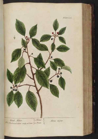 Reproducción/Reproduction 8251734503: A curious herbal. London : Printed for Samuel Harding, 1737-1739.